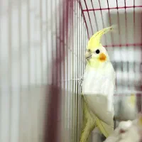 عروس هلندی|پرنده|مرودشت, ژیان|دیوار