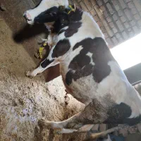 دو عدد گوساله سیمنتال نر|حیوانات مزرعه|نظر کهریزی, |دیوار