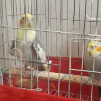 فروش عروس هلندی