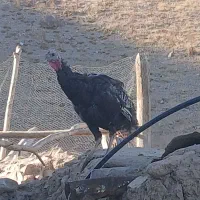 مرغ و بوقلمون
