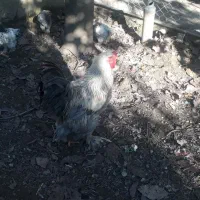 حیوانات مزرعه|حیوانات مزرعه|چالوس, |دیوار