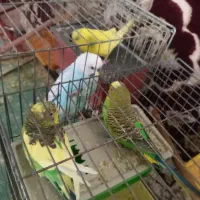 مرغ عشق و طوطی برزیلی