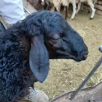 بره قوچی