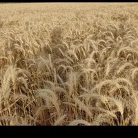 اجاره زمین کشاورزی|اجارهٔ دفتر صنعتی، کشاورزی، تجاری|دهلران, |دیوار