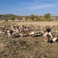 بوقلمون محلی|حیوانات مزرعه|بانه, |دیوار