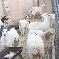 بز و کره|حیوانات مزرعه|سیرجان, |دیوار