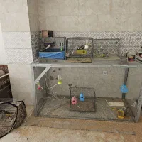 مرغ عشق فنج