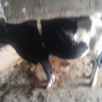 گاو‌سیمتال پنج ماه ابستن شکم چهارم|حیوانات مزرعه|باغ ملک, |دیوار