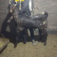 نر بز ۴ دندون