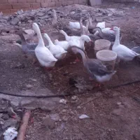 تعدادی قوغاز اصل سفید خاکستری  درشت سالم وسلامت