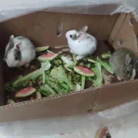 خرگوش|موش و خرگوش|بیرجند, |دیوار