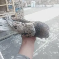 کبوتر|پرنده|بومهن, |دیوار