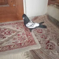 جوجه سینه سیاه به درد خور