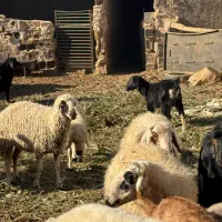 همه رقم گوسفند موجود داریم|حیوانات مزرعه|یزد, |دیوار