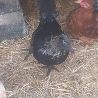 خروس سیاه