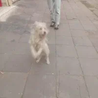 واگذاری سگ|سگ|کرج, باغستان|دیوار