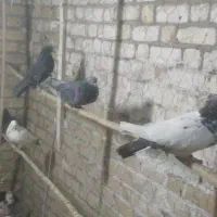 کبوتر پرشی|لوازم جانبی حیوانات|یزد, |دیوار