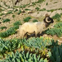 فروش قوچ نژاد دار ترکی اصل