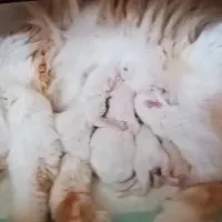 گربه برتیش نر، فرصت نگهداری آسان|گربه|کرج, فاز ۱ مهرشهر|دیوار