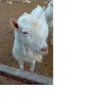 بزغاله سانن