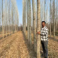 نهال صنوبر مقاوم به وزش باد