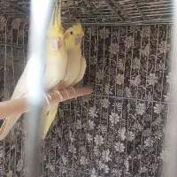 یک جفت عروس هلندی