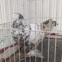 کبوتر|پرنده|جوانرود, |دیوار