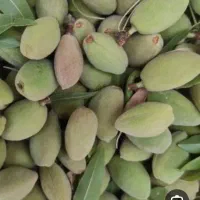 پوست بادام درختی سبز