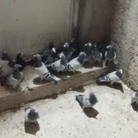 به شرط