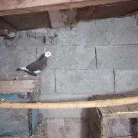 کبوتر پرشی آس|پرنده|رامسر, |دیوار