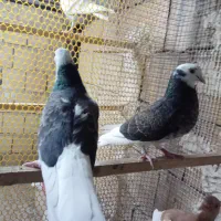 سلام جها ر طوق جوجه ابلق پر شی|پرنده|قم, آزادگان|دیوار
