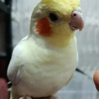 عروس هلندی