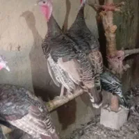 بوقلمون
