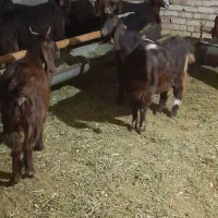 حیوانات اهلی