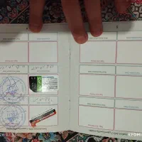 سگ شیتزو کراس|سگ|تهران, مخصوص|دیوار