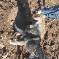 سگ نگهبان|سگ|دالاهو, |دیوار