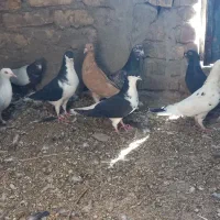 کبوتر|پرنده|رفسنجان, |دیوار