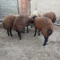 برهای ماده جنس افشاری زیر قوچی|حیوانات مزرعه|مراوه, |دیوار