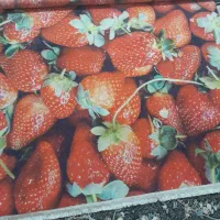 فرش ۴ متری طرح میوه ای|فرش|محمدشهر, شهرک چمران|دیوار