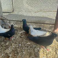 کبوتر|پرنده|عسلویه, |دیوار