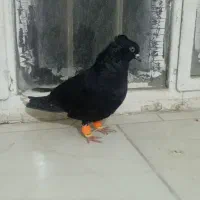 کبوتر|پرنده|نیشابور, فردوس شمالی|دیوار