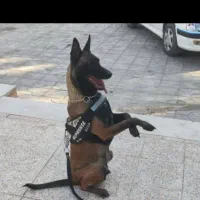 واگذاری مالینویزموادیاب|سگ|بم, |دیوار