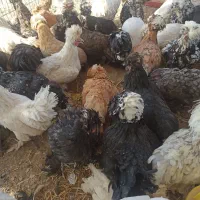 مرغ سلطان ولهستانی تخمگذار|حیوانات مزرعه|شیراز, سلطان آباد|دیوار