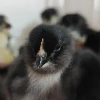 جوجه مرندی اصل