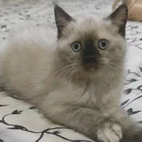 نژاد سیامی بسیار باهوش و خوش رنگ‌