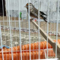 سهره قناری و قناری وفنچ و شاتو|پرنده|میرجاوه, |دیوار