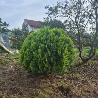 کامیس ارتفاع ۲ قطر بالای ۳|گل و گیاه طبیعی|شیرود, |دیوار