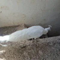 طاووس|پرنده|مشهد, آبکوه|دیوار