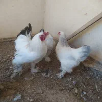 مرغ و‌خروس|حیوانات مزرعه|خمینی‌شهر, |دیوار