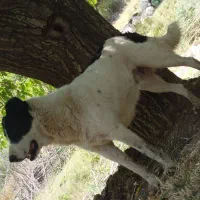 واگذاری سگ قدریجونی|سگ|بوانات, |دیوار